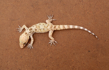Close up of a Mediterranean House Gecko (Hemidactylus turcicus)