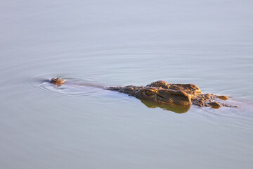 Nilkrokodil / Nile crocodile / Crocodylus niloticus