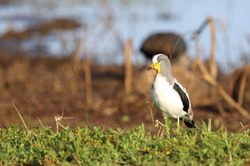 Weißscheitelkiebitz / White-crowned lapwing or White-headed Lapwing / Vanellus albiceps