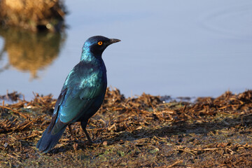Rotschulter-Glanzstar/ Cape glossy starling or Red-shouldered starling / Lamprotornis nitens