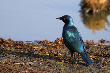 Rotschulter-Glanzstar/ Cape glossy starling or Red-shouldered starling / Lamprotornis nitens