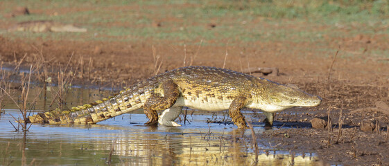 Nilkrokodil / Nile crocodile / Crocodylus niloticus