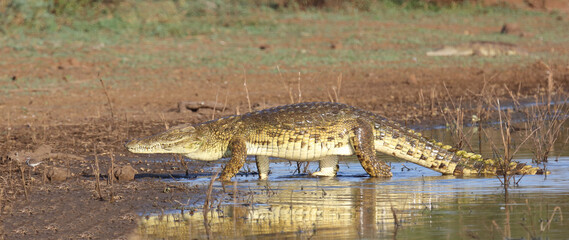 Nilkrokodil / Nile crocodile / Crocodylus niloticus