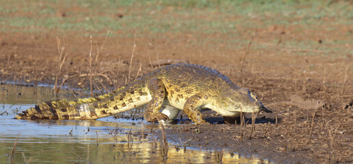 Nilkrokodil / Nile crocodile / Crocodylus niloticus