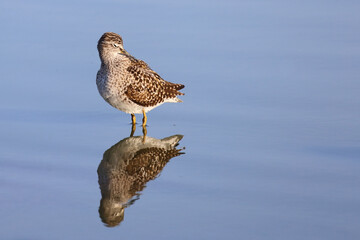 Bruchwasserläufer / Wood sandpiper / Tringa glareola