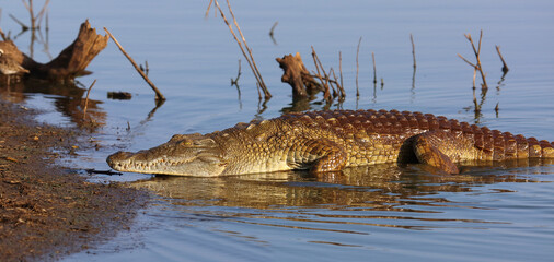 Nilkrokodil / Nile crocodile / Crocodylus niloticus