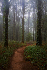 Obraz premium A path in the forest with ivy covered tree trunks and fog in Sintra mountain