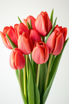 A close-up image capturing a bouquet of vibrant red tulips with green stems, set against a white background, showcasing the flowers’ natural beauty and color.