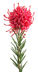 Grevillea  flower