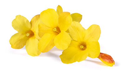 Winter jasmine flowers