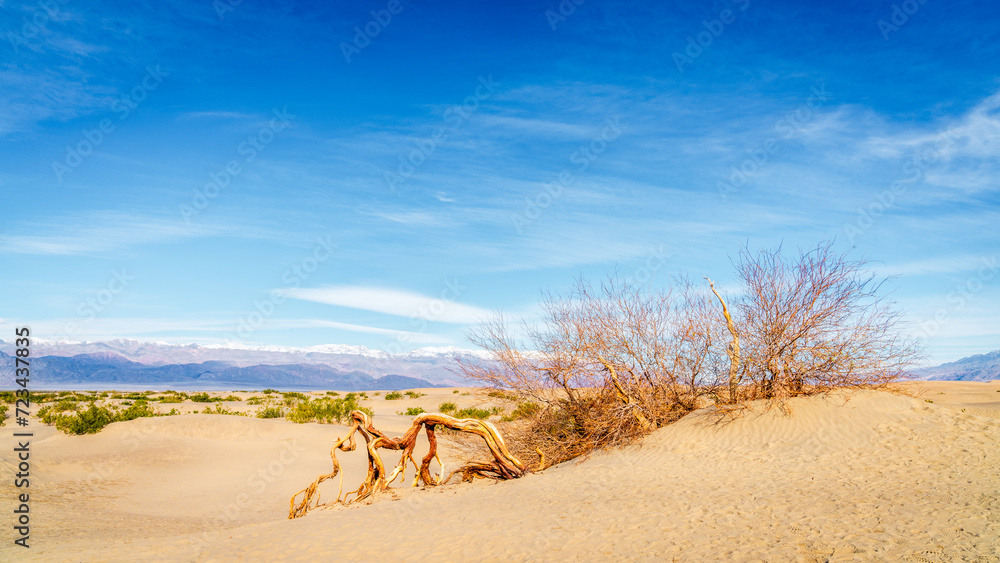 Poster Mesquite Flat Sand Dunes