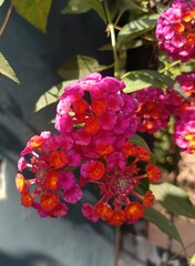 Lantana camara is a species of flowering plant within the verbena family, native to the American tropics. 