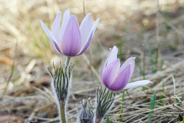 Early purple Crocuses are blooming in dry grass in spring.