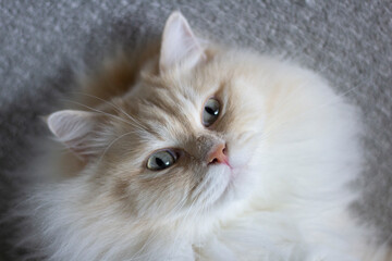 Ragdoll cat