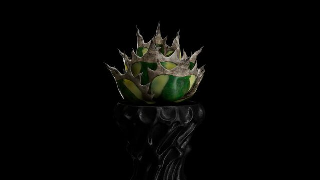 Agave Titanota Snaggletooth in black pot. 3D render of variegated succulent on black background. Rare succulent plant with wide spikes