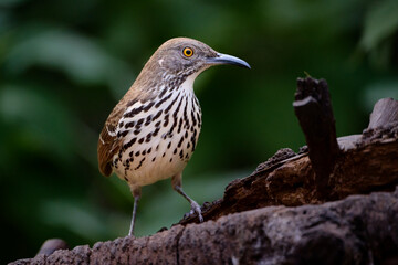 Long-billed Thrasher, Toxostoma longirostre, posing on a log in the South Texas, Estero Llano Grande State Park.