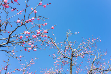 神奈川県小田原市　小田原フラワーガーデンの早咲き梅