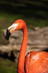 close-up of a flamingo showing its pink plumage, yellow eye and black beak