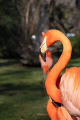 close-up of a flamingo showing its pink plumage, yellow eye and black beak