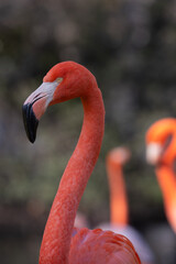 close-up of a flamingo showing its pink plumage, yellow eye and black beak