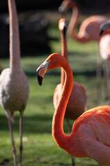 close-up of a flamingo showing its pink plumage, yellow eye and black beak