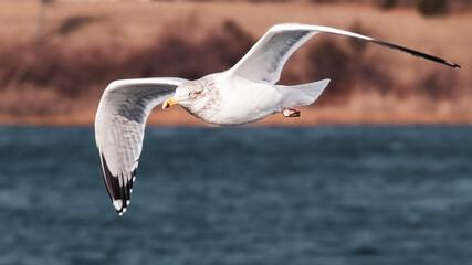 Fototapeta na wymiar A white Ring-billed Seagull flying over the cold January coastal waters of Setauket Harbor. Long Island, New York, USA