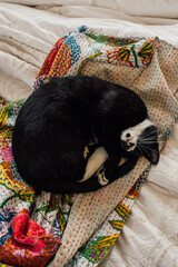 cute curled up tuxedo cat on colorful patterned woven blanket on bed