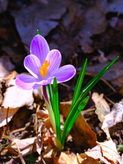 Crocus flower growing from dry leaves foliage spring close up photo. Reborn concept. Outdoor garden...