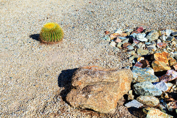Arizona city desert style xeriscaped roadside with Barrel cactus, boulder and gravel on a warm winter morning