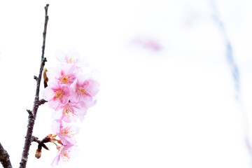春風に映える桜の花クローズアップ風景
Close-up scenery of cherry blossoms shining...