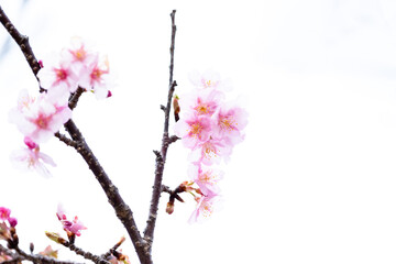 春風に映える桜の花クローズアップ風景
Close-up scenery of cherry blossoms shining...