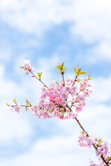 春風に映える桜の花クローズアップ風景
Close-up scenery of cherry blossoms shining...