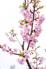 春風に映える桜の花クローズアップ風景
Close-up scenery of cherry blossoms shining...