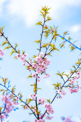 春風に映える桜の花クローズアップ風景
Close-up scenery of cherry blossoms shining...