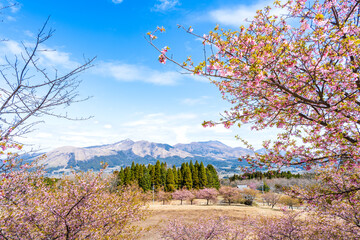 うららかな春空に映える阿蘇山と桜風景
Mt. Aso and cherry blossoms shine against...