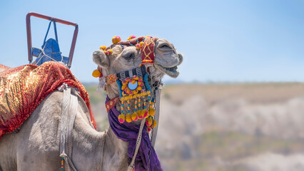 close up of a head of a camel adorned with colorful beads and tassels, camel rides for tourists in...