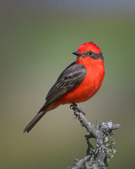Flycatcher on a branch