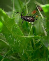 Aphids on leaf