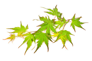 Collection summer japanese maple green leaf isolated on white background. Flat lay, top view