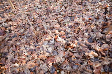  Autumn leaves, vivid, colorful background.. Golden autumn, fall in a Park in the city Gniezno, Poland.