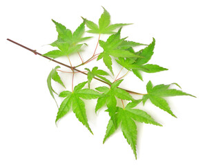 Obraz premium Collection summer japanese maple green leaf isolated on white background. Flat lay, top view