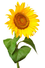 Sunflower isolated on white background. Sun symbol. Flowers yellow, agriculture. Seeds and oil