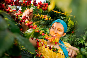 Latin woman collecting coffee beans in a coffee field.