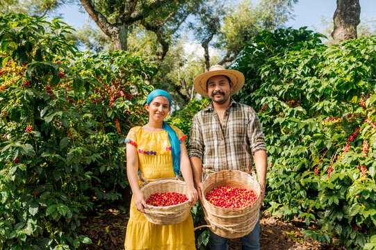 Portrait of coffee pickers looking towards the camera.