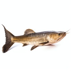 Fototapeta premium a pangas catfish, studio light , isolated on white background
