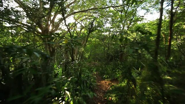 Walking through thick jungle - Wide shot