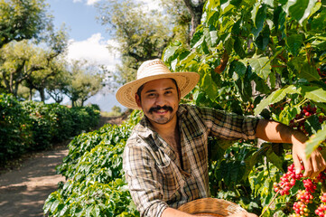 Farmer harvesting coffee on a plantation in Guatemala. 