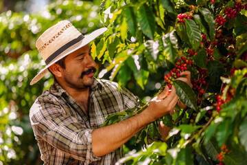 Farmer picking Arabica coffee beans on the coffee tree. - obrazy, fototapety, plakaty