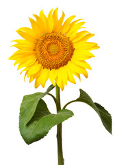 Obraz premium Sunflower isolated on white background. Sun symbol. Flowers yellow, agriculture. Seeds and oil