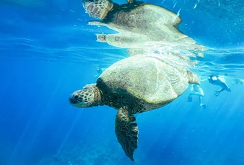 Fototapeten Hawaiian Green Sea Turtle Swimming in Hawaiian Ocean Water © EMMEFFCEE 